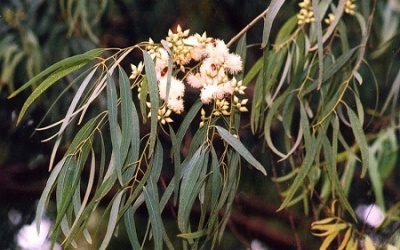 Tác dụng chữa bệnh của lá bạch đàn