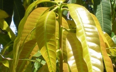 Cách sử dụng lá xoài điều trị đái tháo đường