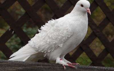 Dùng chim bồ câu để chẩn đoán ung thư