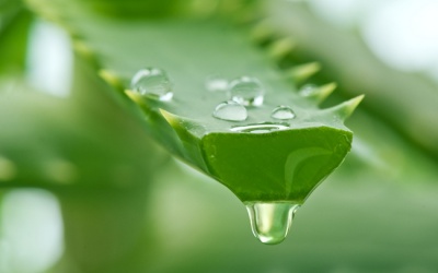 Dùng nha đam ra sao để hiệu quả nhất?