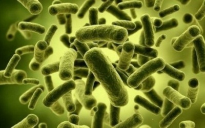 Lợi khuẩn probiotics: Chết tốt hơn sống?