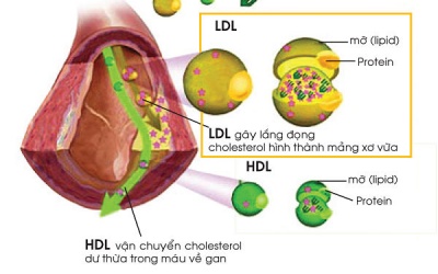Thận trọng khi dùng thuốc hạ mỡ máu rosuvastatin