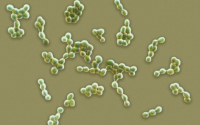 Những căn bệnh giết chết nạn nhân chỉ trong một ngày