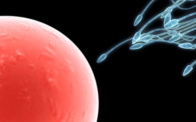 Tinh trùng bất thường nên ăn gì để có con?