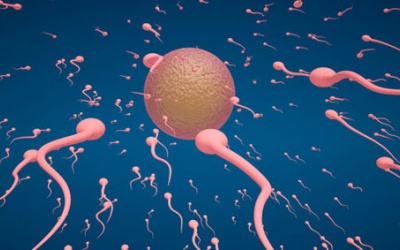 Làm thế nào để biết tinh trùng khỏe hay yếu?