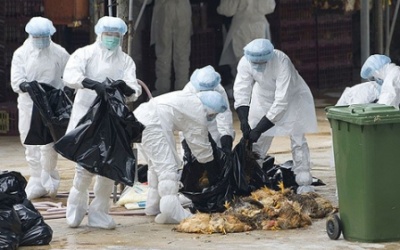 Dịch cúm gia cầm đang lan rộng tại nhiều địa phương