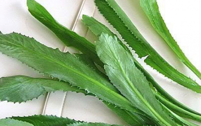 Rau mùi tàu: Trị sởi, chữa đái dầm