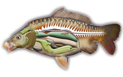 Mật cá trắm: Thần dược hay độc dược?