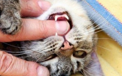 Bị mèo cắn có cần tiêm phòng dại?