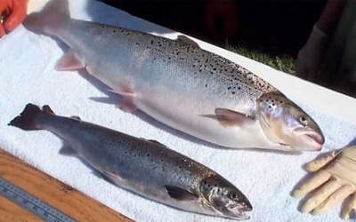 FDA cho phép sử dụng cá hồi biến đổi gene