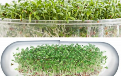 Mầm súp lơ xanh giúp ngăn ngừa bệnh ung thư?