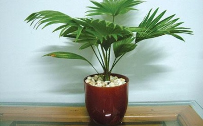 Những loại cây cảnh dễ gây ngộ độc cho trẻ nhỏ