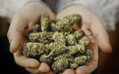 Cỏ Mỹ - sự nhầm tưởng tai hại của giới trẻ