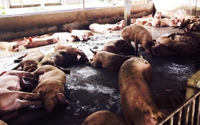 'Trảm' một công ty vì nhập số lượng lớn chất tạo nạc