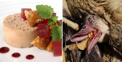 Gan ngỗng béo và sự thật tàn khốc sau món ăn vương giả