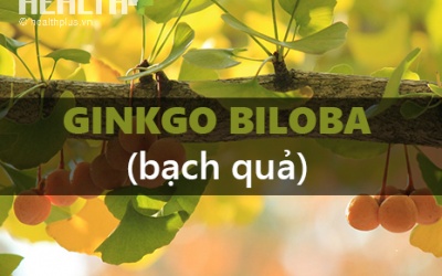 Khi TPCN Ginkgo biloba 'tạo phản' 