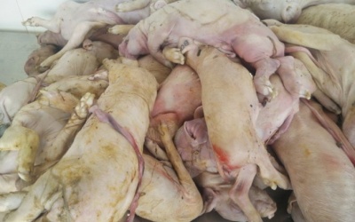 Nguy hại tức thì khi ăn thịt heo sữa chết