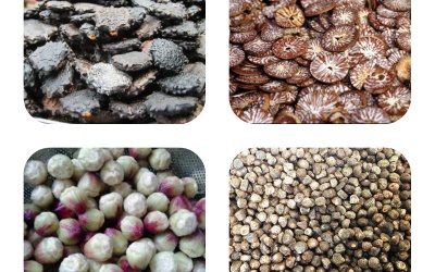 Trường thọ, khỏe mạnh nhờ hạt gấc, hạt cau