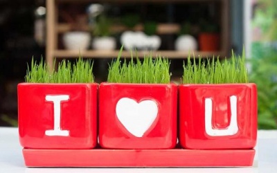 Cách làm chậu cảnh nhỏ xinh để bàn (P2)