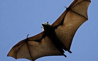 Có nên ăn tiết canh dơi, thịt dơi?