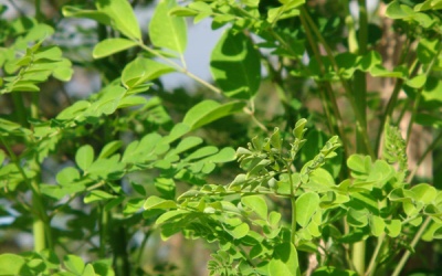 Không phải ai ăn chùm ngây cũng tốt