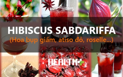 Bụp giấm hay atiso đỏ - “cơn sốt thần dược ảo”