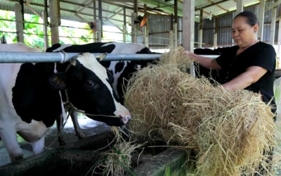 Nông dân chăn nuôi bò sữa không sợ 'tắc' đầu ra