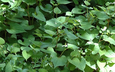 Các loại rau không cần chăm vẫn lớn như thổi