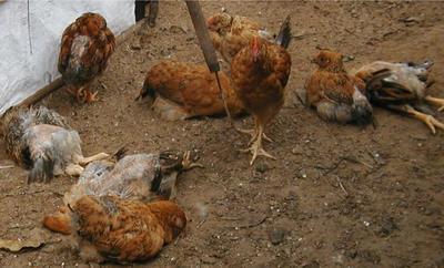 Phát hiện có gia cầm ốm, chết: Báo ngay với chính quyền!