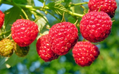 Quả ngọt không tốt bằng trái đắng? 