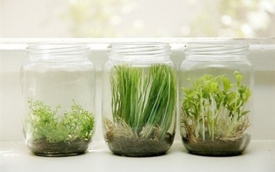 Tuyệt chiêu ươm rau mầm trong bình thủy tinh