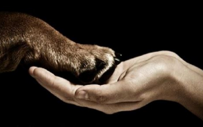 Chùm ảnh giải cứu động vật lay động lòng người