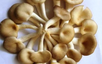 Lợi ích của nấm bào ngư xám