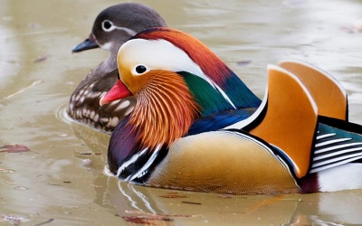 Chi bạc triệu 'săn' chim, gà độc - lạ biếu Tết