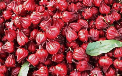 Người bị huyết áp thấp có được uống hoa atiso đỏ?