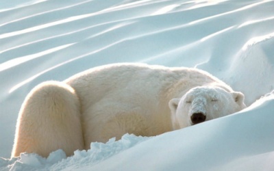 Vì sao bạn muốn ngủ nhiều hơn vào mùa Đông?