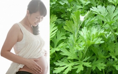 Ăn ngải cứu, củ gai an thai - Đúng hay sai?