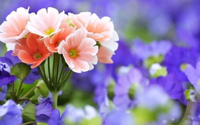 Tử vi 12 cung hoàng đạo thứ tư (6/1/2016)