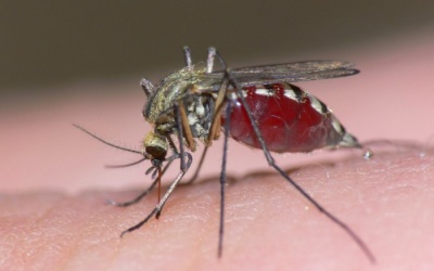 Cảnh báo nguy cơ virus gây dị tật thai nhi