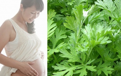 Bà bầu không nhất thiết phải kiêng ăn ngải cứu