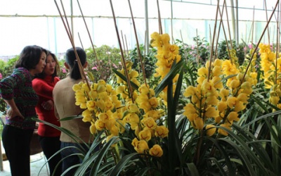 800.000 đồng một cành địa lan Tết