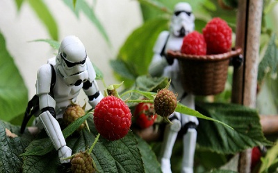 Những rau củ quả phổ biến dễ gây ngộ độc nguy hiểm