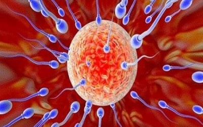 Những sự thật thú vị về tinh trùng