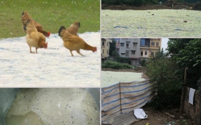 Mứt Tết phơi gần nhà xí, sân gà: Ai dám ăn?