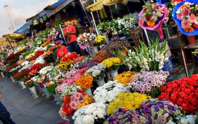 Ngày Tết cắm hoa gì để đem tài lộc vào nhà?