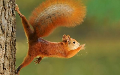 Chùm ảnh đẹp lung linh về loài sóc lanh lợi