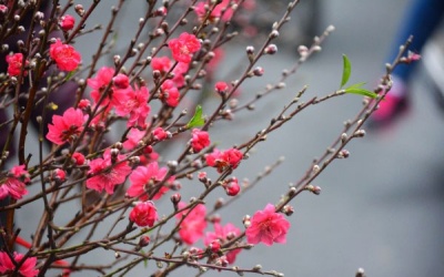 Cách chọn cành đào chơi trong tháng Chạp