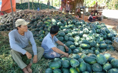 Dưa hấu Tết 1.000 đồng/kg bán đổ đống ven đường