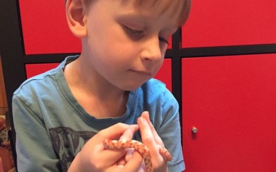 Cậu bé tự kỷ đã thay đổi khi làm bạn với… rắn