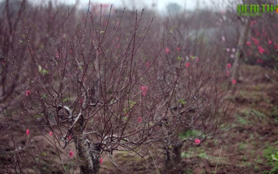 Đào Nhật Tân sẽ nở đúng dịp Tết: Nông dân được nhờ!